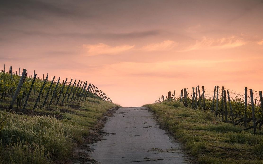 A entrada da Fazenda com Árvore centenária ao fundo